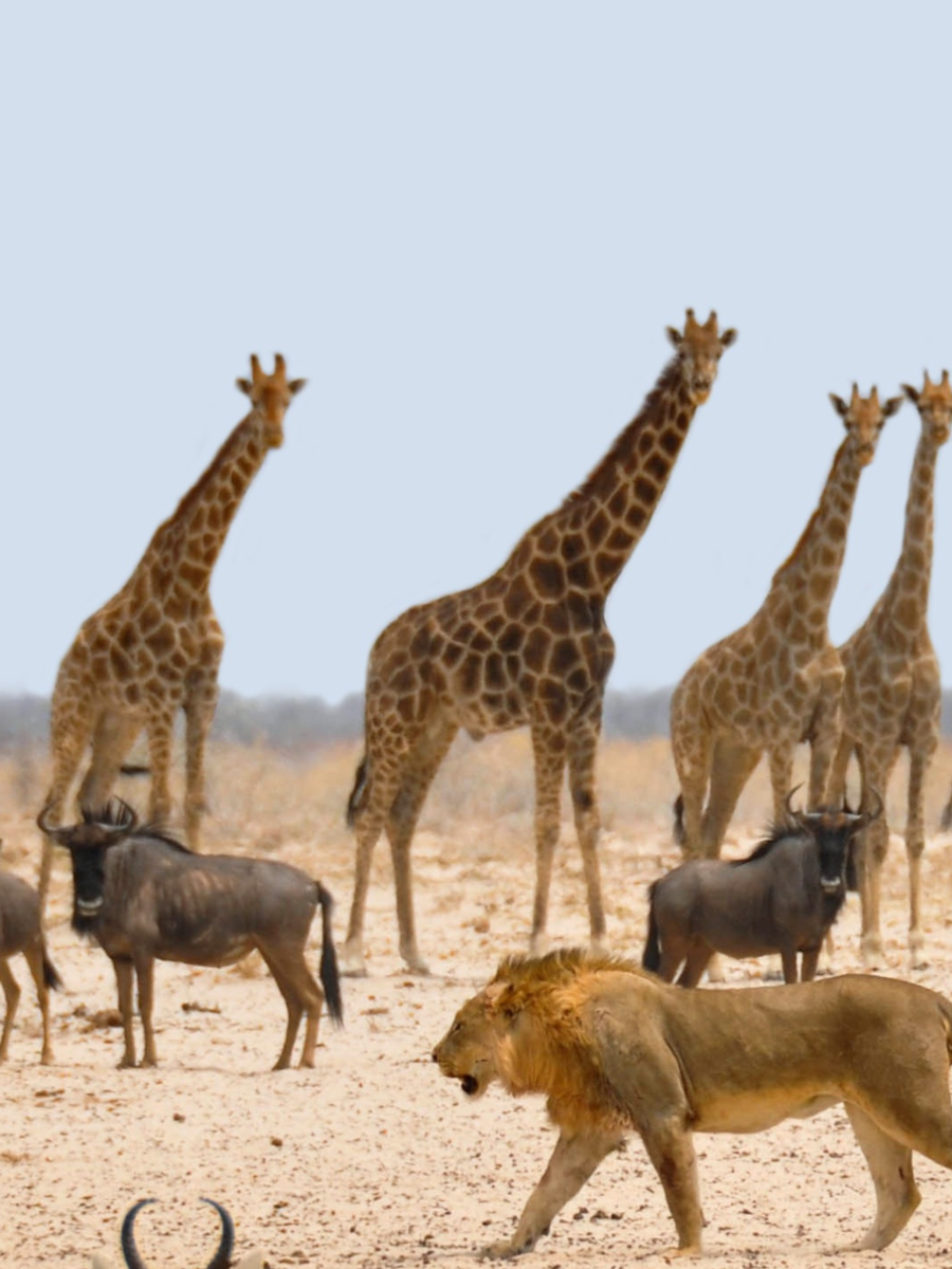 Shocking! These animals can live upto 80 years Times of India