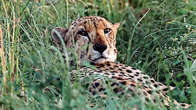 Cheetah tourism may begin in February: MP CM Shivraj