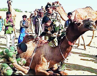 BSF to buy over 300 camels for patrolling Indo-Pak border