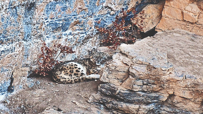 Endangered snow leopard caught on camera in Himachal Pradesh's Spiti