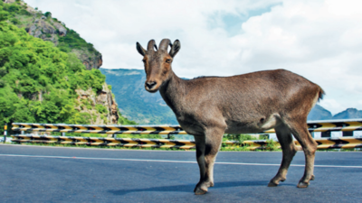 Nilgiri Tahr: Project to protect Nilgiri Tahr, Tamil Nadu animal ...