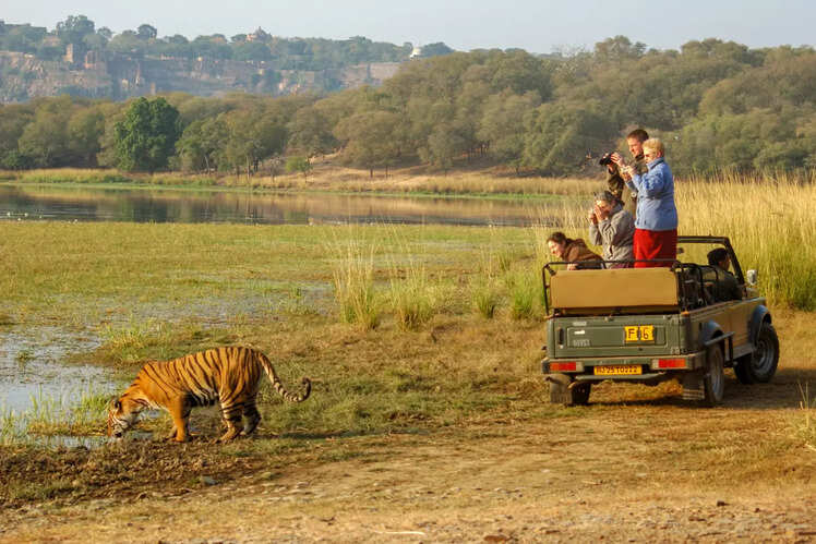 Go see tigers