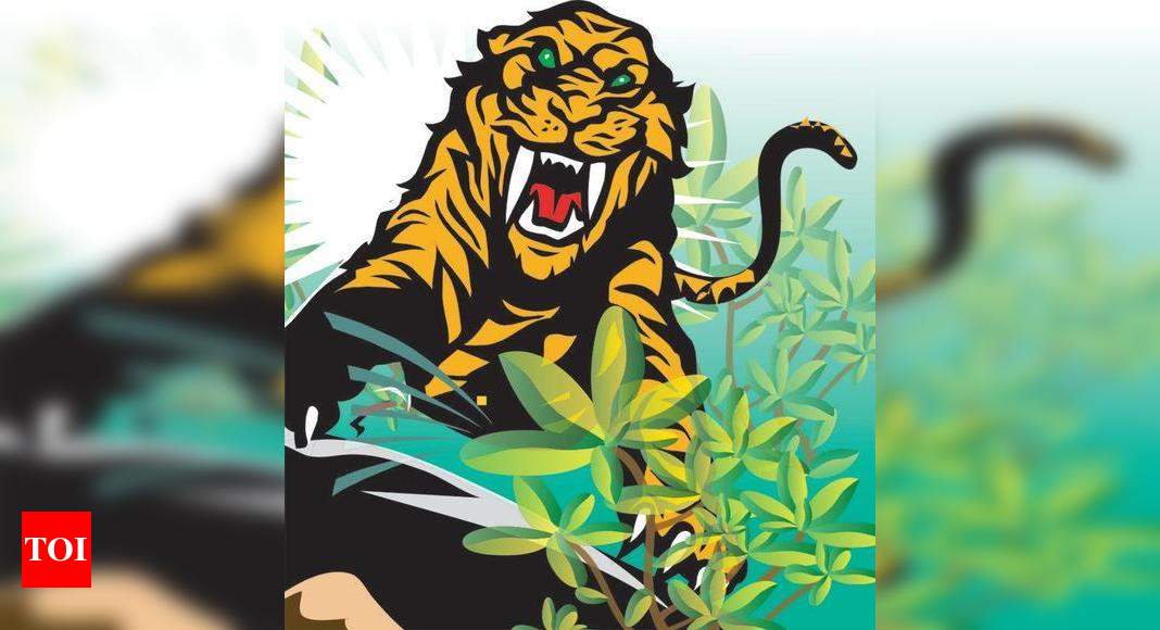 नागभीड़ रेंज में महिला को बाघ ने मार डाला |  नागपुर समाचार – टाइम्स ऑफ इंडिया