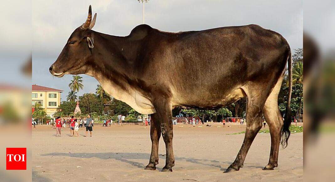26 cases of cattle skin disease in Goa | Goa News - Times of India