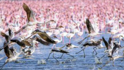 Flamingos back in Navi Mumbai, but the numbers are still small | Navi
