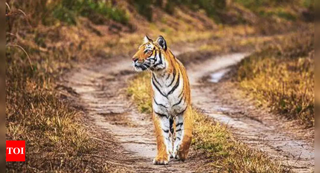 रिकॉर्ड 2022 में देश भर में 115 में से 3 बाघों की मौत |  बरेली न्यूज – टाइम्स ऑफ इंडिया
