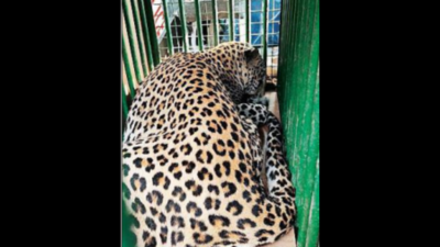 In a spot: Leopard runs loose as animal space shrinks in Telangana