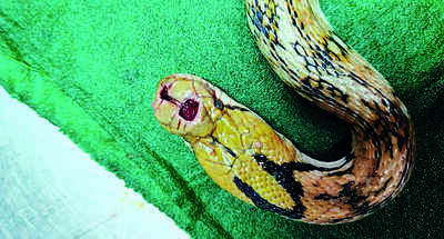 Surgery saves trinket snake’s life