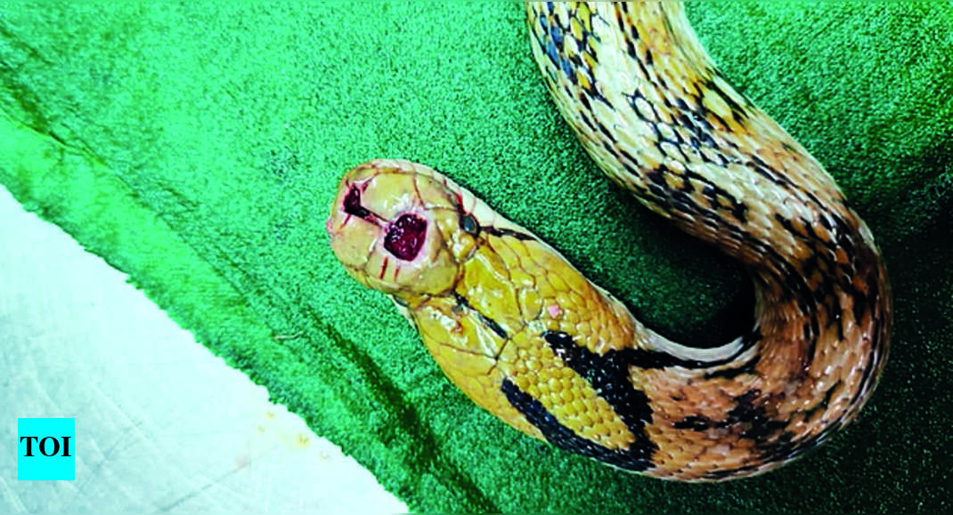 Dharwad Surgery Saves Trinket Snake’s Life Hubballi News Times of