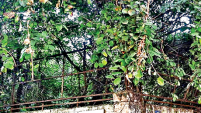 Ignoring state nod, Nagpur Municipal Corporation decides to fell over 200 trees