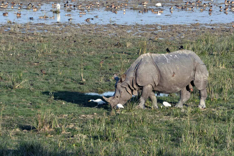 Pobitora Wildlife Sanctuary, Assam