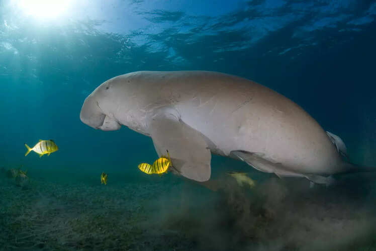 Mahatma Gandhi Marine National Park, Andamans