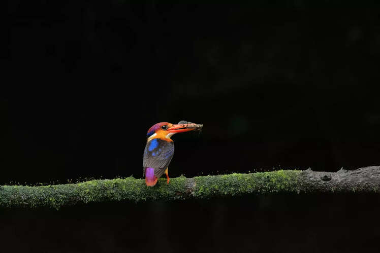 Karnala Bird Sanctuary, Maharashtra