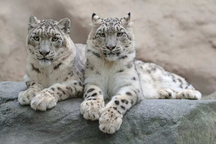 Hemis National Park, Ladakh