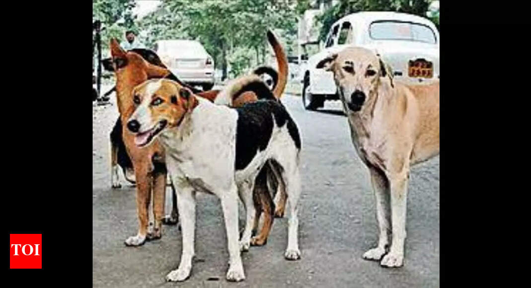 Sexagenarian mauled to death by stray dogs in Begusarai | Patna News ...
