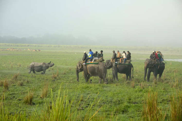 Safaris at Kaziranga National Park