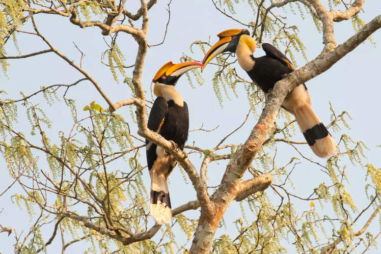 Birding in Kaziranga