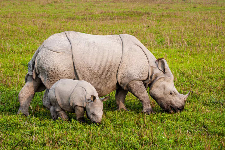 All you need to know about Kaziranga National Park in Assam | Times of ...