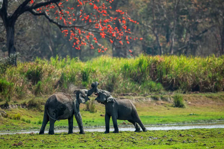 All you need to know about Kaziranga National Park in Assam | Times of ...