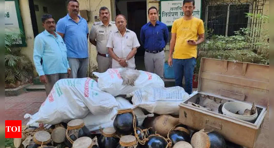 117 मॉनिटर छिपकली की खाल, ‘घूमोट’ ड्रम बनाने के लिए इस्तेमाल की गई, महाराष्ट्र में 72 वर्षीय व्यक्ति गिरफ्तार |  मुंबई समाचार – टाइम्स ऑफ इंडिया