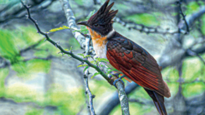Himalayan chestnut winged cuckoo spotted at Chennai lake