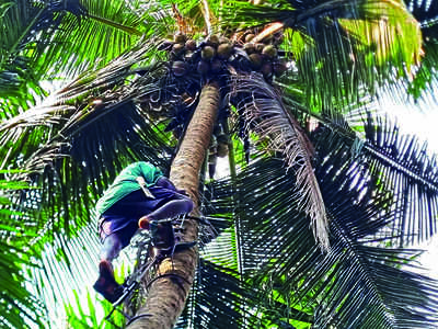 Expert coconut climbers only a call away for DK farmers