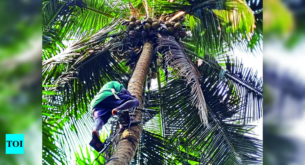 डीके किसानों के लिए विशेषज्ञ नारियल पर्वतारोही केवल एक कॉल दूर |  मंगलुरु समाचार – टाइम्स ऑफ इंडिया