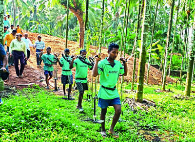 Expert coconut climbers only a call away for DK farmers