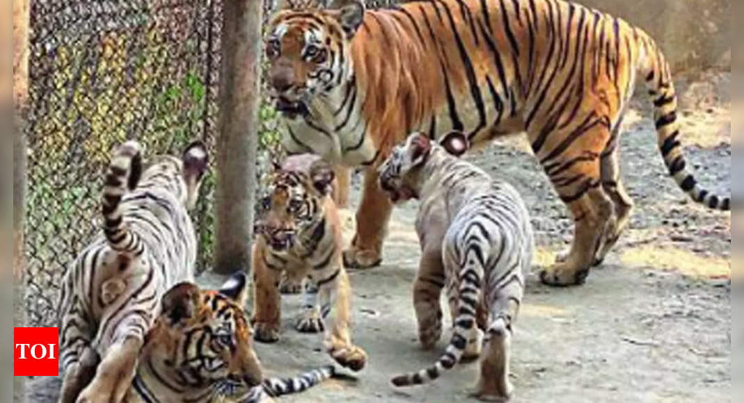 Cubs vs. Tigers