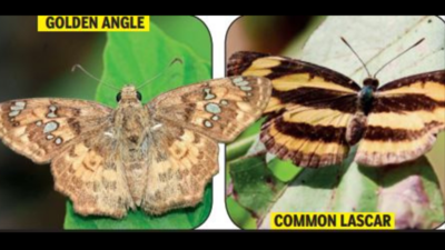 134 butterfly species, 12 very rare, recorded in Tadoba-Andhari Tiger Reserve