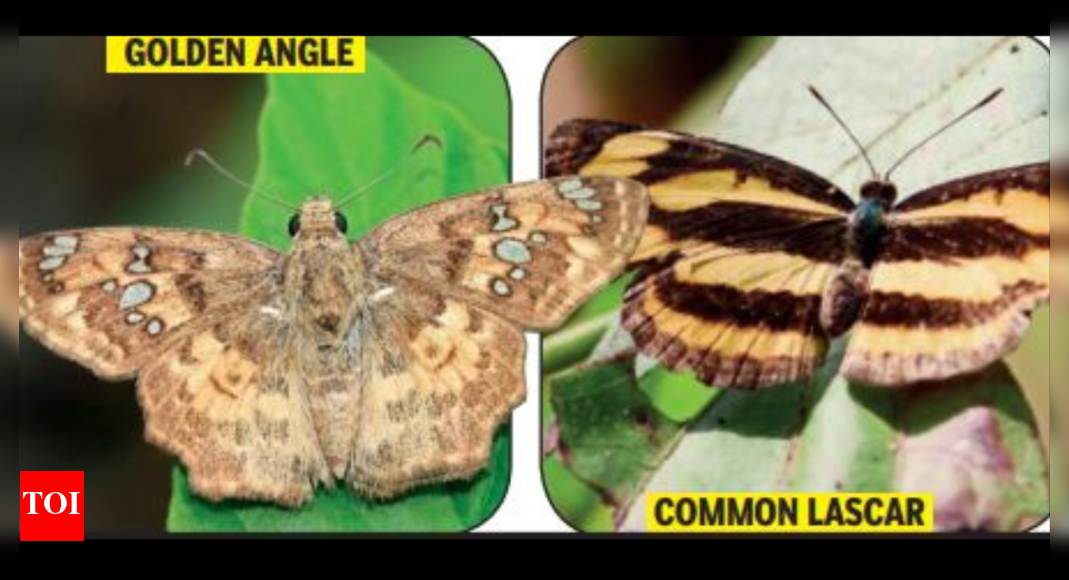 134 butterfly species, 12 very rare, recorded in TadobaAndhari Tiger