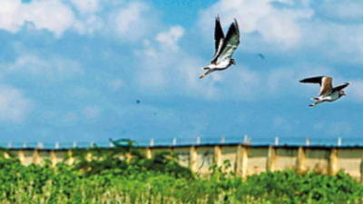 Bird hit grounds flight to Sharjah at Coimbatore international airport