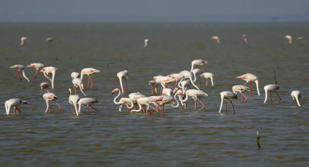 Experience the best of nature at the ongoing Flamingo Festival in