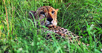 Second batch of 12 cheetahs likely to arrive at Kuno this month