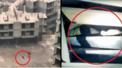 Fear comes true: Leopard spotted in basement of Greater Noida society