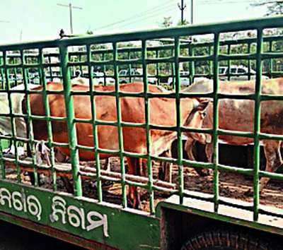 With city shelters full, BMC to shift stray cattle to Puri