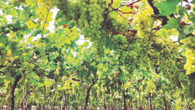 200 tonne of grapes exported from Nashik district so far