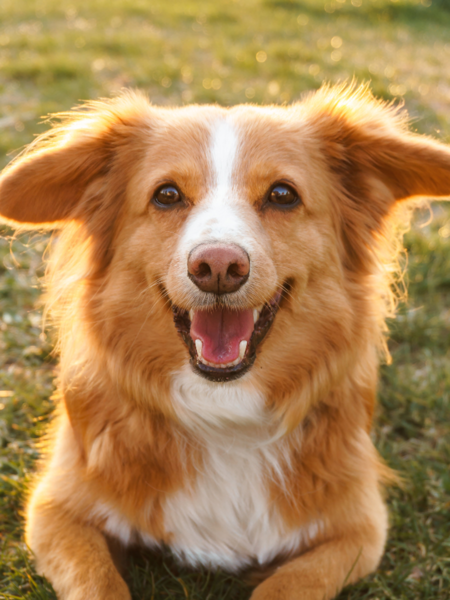Dog breeds that shed the least hair | Times of India