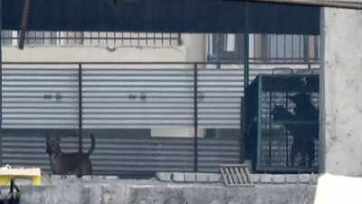 Day 2: Leopard rescue operation yields no results in Greater Noida as stray dogs land up in cage