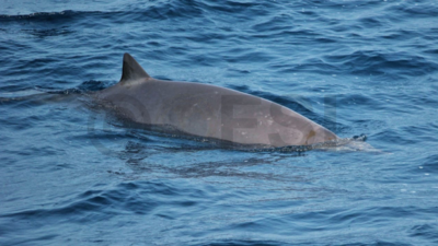 Rare whales sighted in Goa