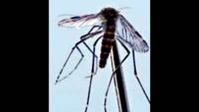 New mosquito species found in Maharashtra's Gadchiroli village