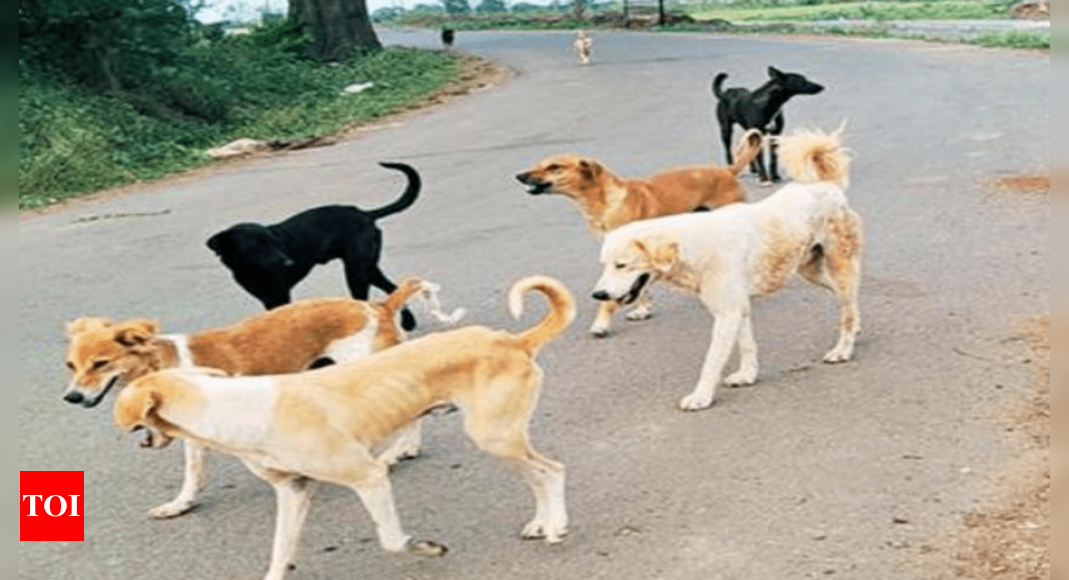 greater-chennai-corporation-catches-450-dogs-in-a-week-325-sterilised