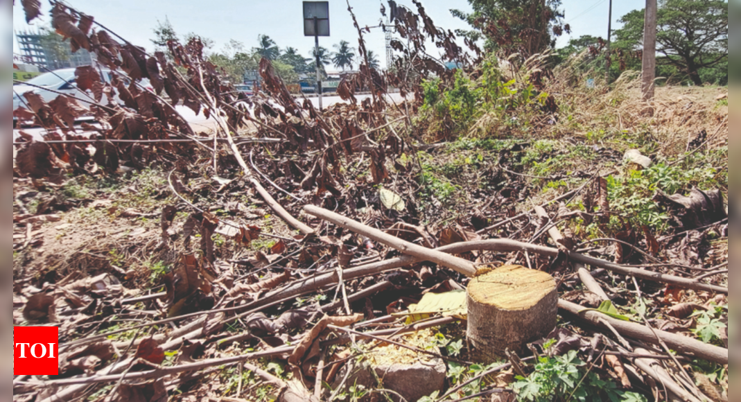 कैनोपी प्रोजेक्ट के तहत लगाए गए पेड़ हटाए गए, वाद दायर किया गया |  मंगलुरु समाचार – टाइम्स ऑफ इंडिया