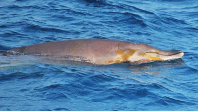 Blainville’s Beaked Whales: Rare Sighting Of Two Female Blainville’s 