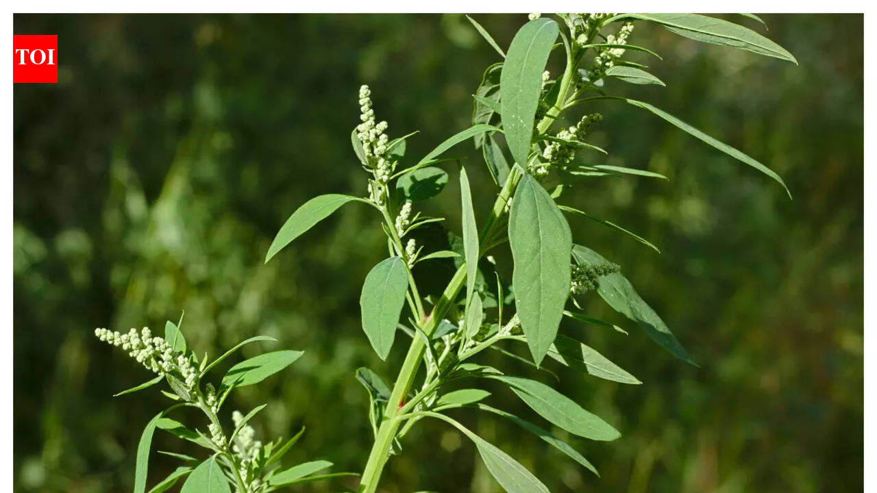 Why you should eat Bhathua during winters