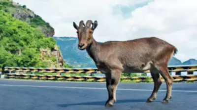 Project to protect Nilgiri Tahr, Tamil Nadu animal, launched
