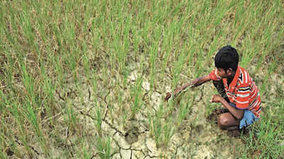 Central team in Jharkhand to assess drought next week