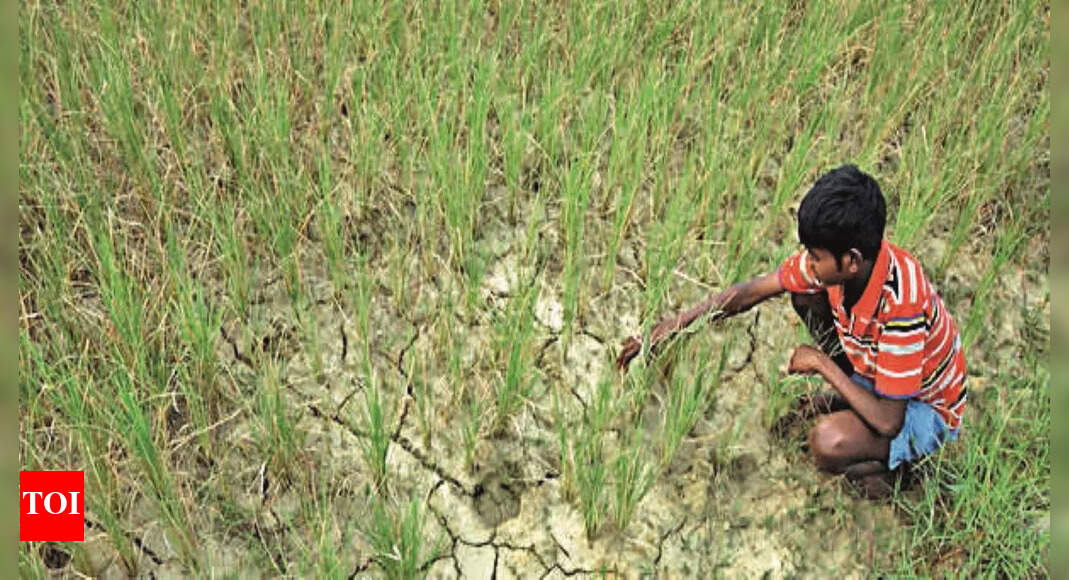 Central Team In State To Assess Drought Next Wk | Ranchi News - Times ...