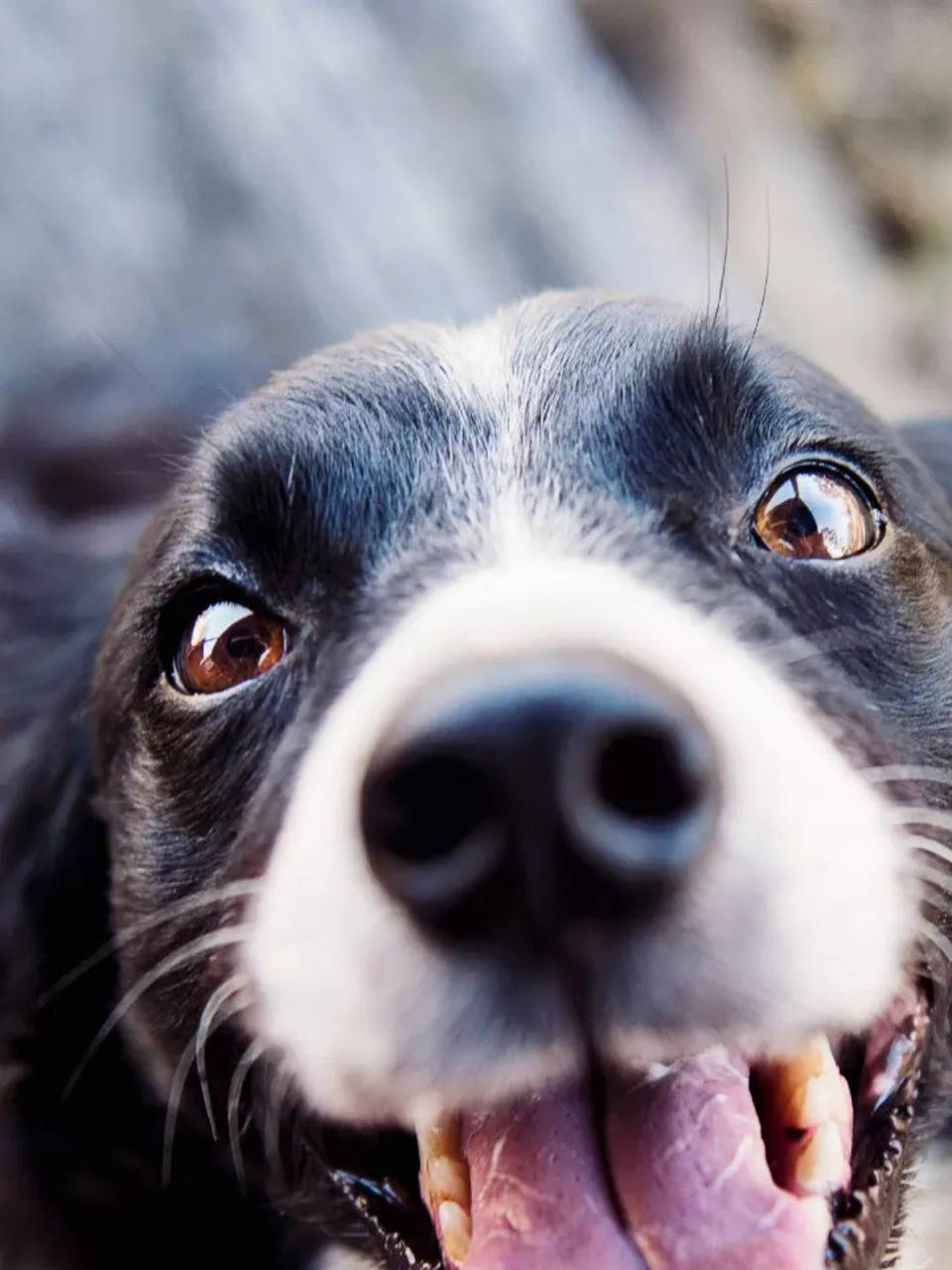 Which dog breeds have the store best teeth