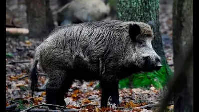 After Kerala & Karnataka, virus kills 27 boars at Tamil Nadu reserve